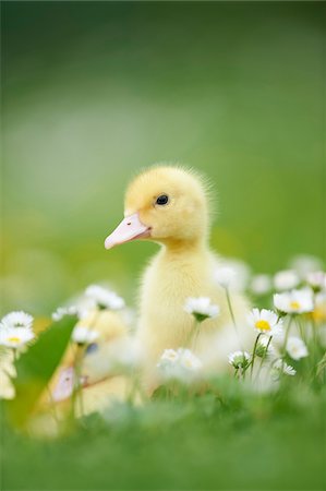 Muscovy Ducklings (Cairina moschata) on Meadow in Spring, Upper Palatinate, Bavaria, Germany Photographie de stock - Rights-Managed, Code: 700-08102949