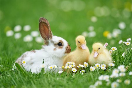 field close up - Muscovy Ducklings (Cairina moschata) and Domestic Rabbit on Meadow in Spring, Upper Palatinate, Bavaria, Germany Stock Photo - Rights-Managed, Code: 700-08102940