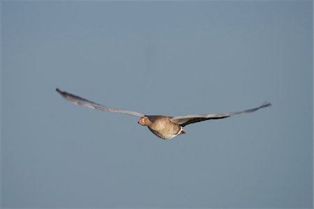 simsearch:600-07991712,k - Close-up of Flying Greylag Goose (Anser anser) in Spring, Franconia, Bavaria, Germany Fotografie stock - Rights-Managed, Codice: 700-08116828