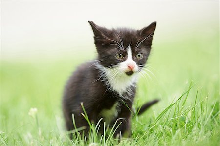 Close-up of Six Week Old Domestic Kitten (Felis silvestris catus) on Meadow in Early Summer, Upper Palatinate, Bavaria, Germany Photographie de stock - Rights-Managed, Code: 700-08116822