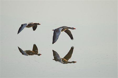 Portrait of Flying Greylag Geese (Anser anser) in Spring, Franconia, Bavaria, Germany Foto de stock - Con derechos protegidos, Código: 700-08116831