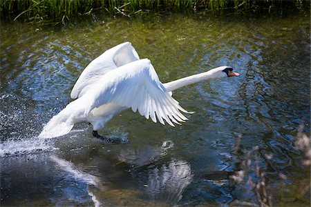 Swan taking off from River Eye, Lower Slaughter, Gloucestershire, The Cotswolds, England, United Kingdom Foto de stock - Con derechos protegidos, Código: 700-08122125