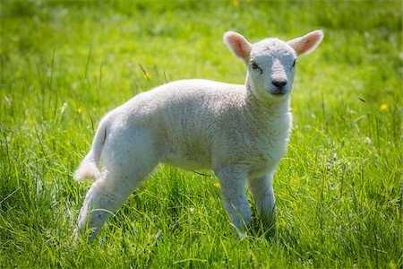petit (animal) - Close-up portrait of lamb standing in grass, Upper Slaughter, Gloucestershire, The Cotswolds, England, United Kingdom Photographie de stock - Rights-Managed, Code: 700-08122126