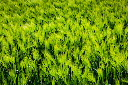 fluorescent (color) - Close-up of green, wheat field, Lower Slaughter, Gloucestershire,  The Cotswolds, England, United Kingdom Foto de stock - Con derechos protegidos, Código: 700-08122135