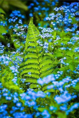 Close-up of forget-me-knots and fern frond, Hidcote Manor Garden, Hidcote Bartrim, near Chipping Campden, Gloucestershire, The Cotswolds, England, United Kingdom Stockbilder - Lizenzpflichtiges, Bildnummer: 700-08122166