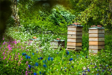 parkanlage - Beekeeping hives, Hidcote Manor Garden, Hidcote Bartrim, near Chipping Campden, Gloucestershire, The Cotswolds, England, United Kingdom Stockbilder - Lizenzpflichtiges, Bildnummer: 700-08122167