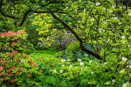 Flowering shrubs and trees, Hidcote Manor Garden, Hidcote Bartrim, near Chipping Campden, Gloucestershire, The Cotswolds, England, United Kingdom Photographie de stock - Rights-Managed, Code: 700-08122168