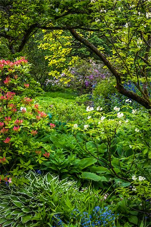 Flowering shrubs and trees, Hidcote Manor Garden, Hidcote Bartrim, near Chipping Campden, Gloucestershire, The Cotswolds, England, United Kingdom Stock Photo - Rights-Managed, Code: 700-08122169