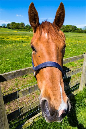 simsearch:862-03731171,k - Close-up portrait of horse looking at camera, Bourton-on-the-Water, Gloucestershire, The Cotswolds, England, United Kingdom Photographie de stock - Rights-Managed, Code: 700-08122172