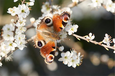 simsearch:600-08107040,k - Close-up of a European Peacock butterfly (Aglais io) on a Blackthorn flower (Prunus spinosa) in spring, Upper Palatinate, Bavaria, Germany Photographie de stock - Rights-Managed, Code: 700-08122188