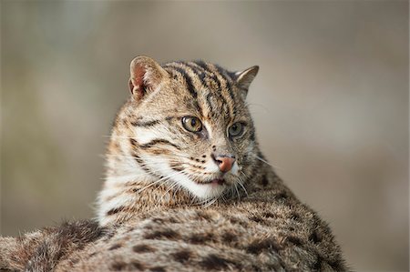 Portrait of a fishing cat (Prionailurus viverrinus) in spring, Bavaria, Germany Stock Photo - Rights-Managed, Code: 700-08122183