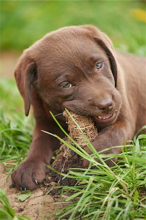 rasse - Close-up of Brown Labrador Retriever Puppy on Meadow in Spring, Bavaria, Germany Foto de stock - Con derechos protegidos, Código: 700-08122210