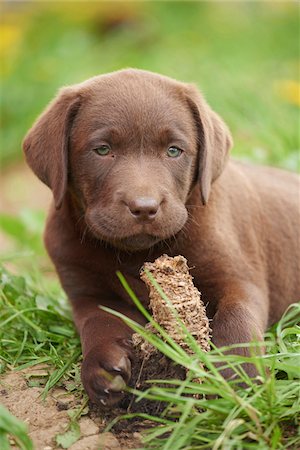 Close-up of Brown Labrador Retriever Puppy on Meadow in Spring, Bavaria, Germany Stock Photo - Rights-Managed, Code: 700-08122211