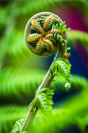 rizado - Close-up of Fern, Trebah Gardens, Cornwall, England, United Kingdom Foto de stock - Con derechos protegidos, Código: 700-08122254