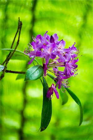 simsearch:700-08122243,k - Close-up of Flowers, Trebah Garden, Cornwall, England, United Kingdom Photographie de stock - Rights-Managed, Code: 700-08122253