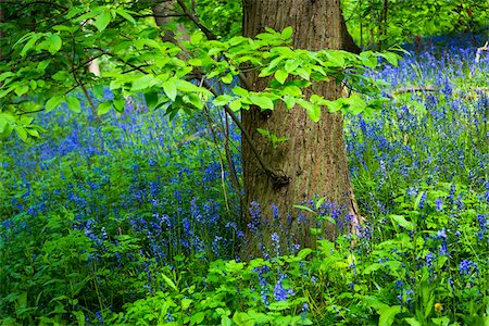 Bluebells by Tree Trunk, Chipping Campden, Gloucestershire, Cotswolds, England, United Kingdom Stockbilder - Lizenzpflichtiges, Bildnummer: 700-08145794