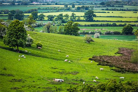 Sheep on Pasture, Chipping Campden, Gloucestershire, Cotswolds, England, United Kingdom Photographie de stock - Rights-Managed, Code: 700-08145793