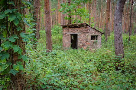 simsearch:600-08145832,k - Old Hut in Pine Forest, Hesse, Germany Stockbilder - Lizenzpflichtiges, Bildnummer: 700-08145820