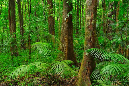 daintree nationalpark - Rainforest, Daintree Rainforest, Mossman Gorge, Daintree National Park, Queensland, Australia Stockbilder - Lizenzpflichtiges, Bildnummer: 700-08146035