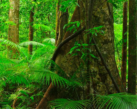 Tree in Daintree Rainforest, Mossman Gorge, Daintree National Park, Queensland, Australia Stockbilder - Lizenzpflichtiges, Bildnummer: 700-08146039
