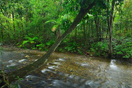 simsearch:600-08026045,k - Creek in Daintree Rainforest, Cape Tribulation, Daintree National Park, Queensland, Australia Stockbilder - Lizenzpflichtiges, Bildnummer: 700-08146054