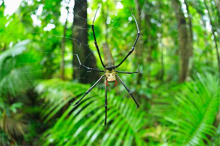 Female Golden Silk Orb-Weaver (Nephila), Daintree Rainforest, Cape Tribulation, Daintree National Park, Queensland, Australia Foto de stock - Con derechos protegidos, Código: 700-08146059