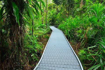 paseo por el bosque - Boardwalk in Daintree Rainforest, Cape Tribulation, Daintree National Park, Queensland, Australia Foto de stock - Con derechos protegidos, Código: 700-08146052
