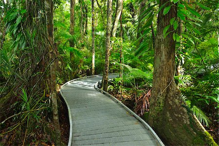 Boardwalk in Daintree Rainforest, Cape Tribulation, Daintree National Park, Queensland, Australia Photographie de stock - Rights-Managed, Code: 700-08146053