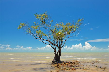 Mangrove Tree in Sea, Clairview, Isaac Region, Queensland, Australia Fotografie stock - Rights-Managed, Codice: 700-08146064