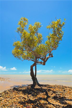 Mangrove Tree on Stone Coast, Clairview, Isaac Region, Queensland, Australia Foto de stock - Direito Controlado, Número: 700-08146065