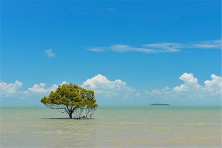 Mangrove Tree in Sea, Clairview, Isaac Region, Queensland, Australia Fotografie stock - Rights-Managed, Codice: 700-08146060