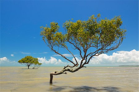 Mangrove Tree in Sea, Clairview, Isaac Region, Queensland, Australia Foto de stock - Con derechos protegidos, Código: 700-08146061