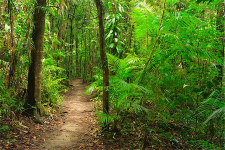 Path in Daintree Rainforest, Mossman Gorge, Daintree National Park, Queensland, Australia Foto de stock - Con derechos protegidos, Código: 700-08146088