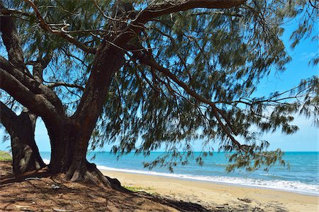 Casuarina Tree on Beach, Queens Beach, Bowen, Queensland, Australia Stock Photo - Rights-Managed, Code: 700-08146080
