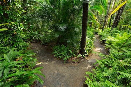 Forked Path in Hervey Bay Botanic Gardens, Hervey Bay, Queensland, Australia Foto de stock - Direito Controlado, Número: 700-08146207