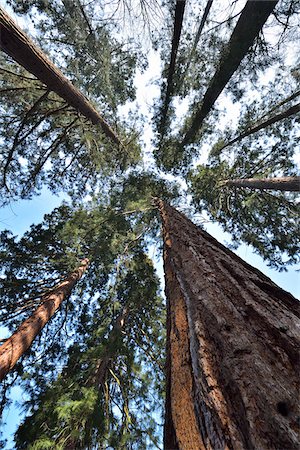 evergreen tree looking up - Low Angle View to Redwood Treetops, Staatspark Furstenlager, Bensheim, Odenwald, Hesse, Germany Stock Photo - Rights-Managed, Code: 700-08146225