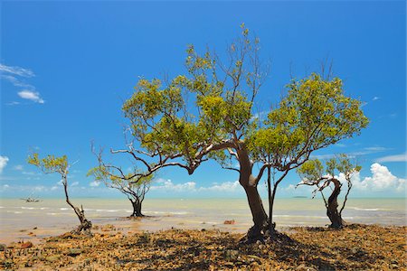 queensland - Mangrove Trees on Stone Coast, Clairview, Queensland, Australia Photographie de stock - Rights-Managed, Code: 700-08146220