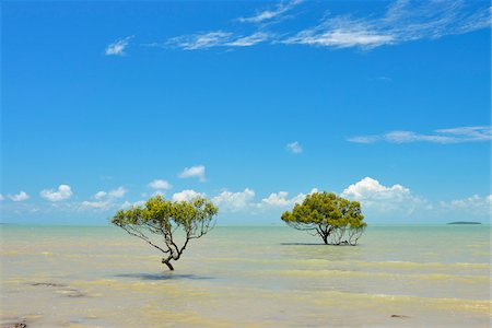 Mangrove Trees in Sea, Clairview, Queensland, Australia Foto de stock - Direito Controlado, Número: 700-08146221