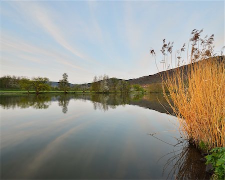 simsearch:700-08232317,k - Landscape with Reeds Reflected in River Main on Spring Morning, Collenberg, Lower Franconia, Spessart, Miltenberg District, Bavaria, Germany Stock Photo - Rights-Managed, Code: 700-08146245