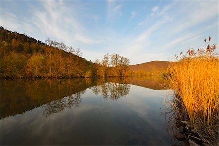 river main - Landscape with Reeds Reflected in River Main on Spring Morning, Collenberg, Lower Franconia, Spessart, Miltenberg District, Bavaria, Germany Foto de stock - Con derechos protegidos, Código: 700-08146248