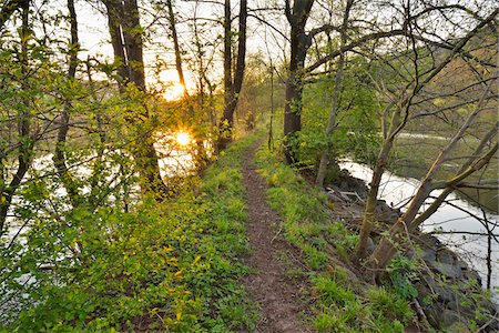 Sun through Trees with Path on Embankment of River Main in Spring, Collenberg, Lower Franconia, Spessart, Miltenberg District, Bavaria, Germany Foto de stock - Con derechos protegidos, Código: 700-08146266