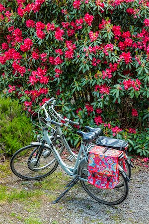 Close-up of parked bicycles, Killarney National Park, beside the town of Killarney, County Kerry, Ireland Foto de stock - Con derechos protegidos, Código: 700-08146365