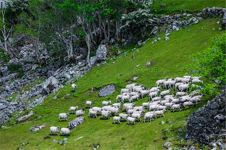 Sheep being rounded up by sheep dogs near Moll's Gap, along the Ring of Kerry, County Kerry, Ireland Stock Photo - Rights-Managed, Code: 700-08146369