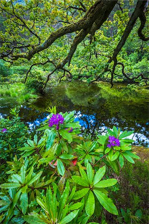 simsearch:649-07905449,k - Close-up of plants and pond, Killarney National Park, beside the town of Killarney, County Kerry, Ireland Foto de stock - Con derechos protegidos, Código: 700-08146361