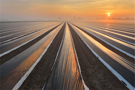 regeneración - Covered Asparagus Field at Sunrise with Morning Mist, Dieburg, Darmstadt-Dieburg-District, Hesse, Germany Foto de stock - Con derechos protegidos, Código: 700-08146506