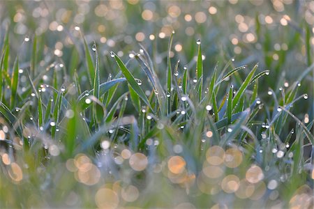 drop of water - Close-up of Leaves of Grain with Water Drops in the Morning, Bavaria, Germany Stock Photo - Rights-Managed, Code: 700-08146500