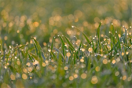 Close-up of Leaves of Grain with Water Drops in the Morning, Bavaria, Germany Stock Photo - Rights-Managed, Code: 700-08146502