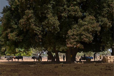 Rural scene under the shade of a large mango tree, near Dandougou, Burkina Faso Stockbilder - Lizenzpflichtiges, Bildnummer: 700-08171617