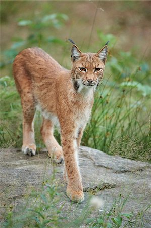 Portrait of Eurasian Lynx (Lynx lynx carpathicus) in Summer, Bavarian Forest National Park, Bavaria, Germany Foto de stock - Con derechos protegidos, Código: 700-08171736
