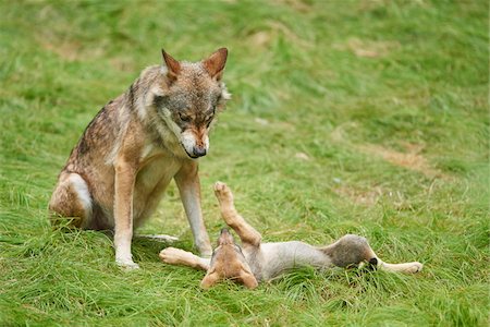 Eurasian Wolf (Canis lupus lupus) Mother with Pup in Summer, Bavarian Forest National Park, Bavaria, Germany Foto de stock - Con derechos protegidos, Código: 700-08171738